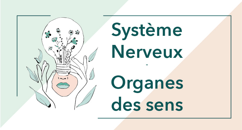 Cycle 2 – Module 9 Système nerveux et organes sensoriels
